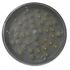 D&R PAR36-40A arrowboard lamp module with a clear lens over 40 amber LEDs, viewed straight on